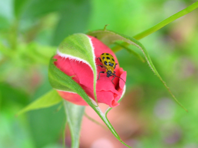 The little guy needs to clarify his concept of camouflage.