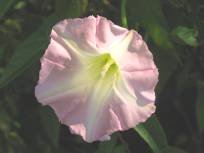 I take more pictures before 9:00am than most people take all day.