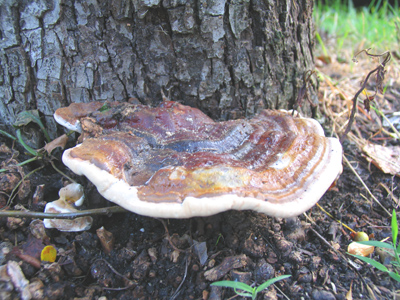 Most of my friends agree I`m a fungi -- er, fun guy.