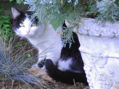 I`ve always wanted to shoot a cat.