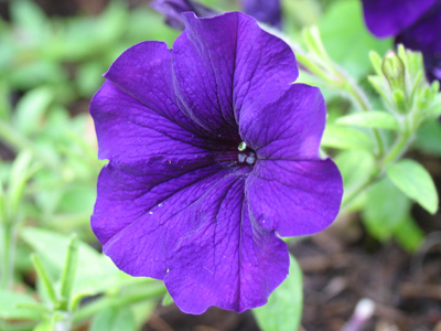 Don`t step on my blue suede flowers.