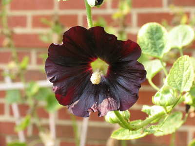 Where grape-flavored fruit roll-ups come from.