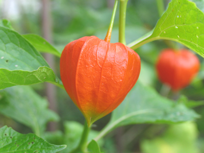 What is it?  Do you eat it?