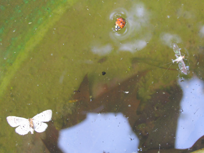 I warned them not to go swimming right after they ate.