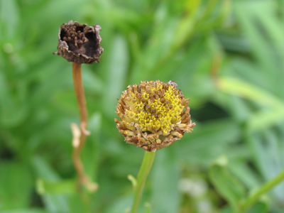 Hmm, more death.  Refer to June 13 to see how this very same flower once looked.
