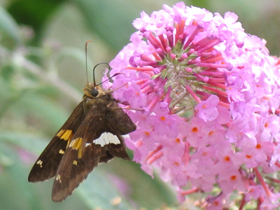 Look at the proboscis on this guy.  He`s the Cyrano de Bergerac of the insect world!