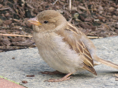 There are always lots of chicks around RiverScape.