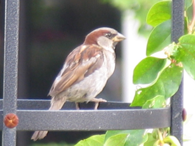 A rather poorly-designed bird cage.