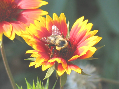 Someday I`m going to get stung.