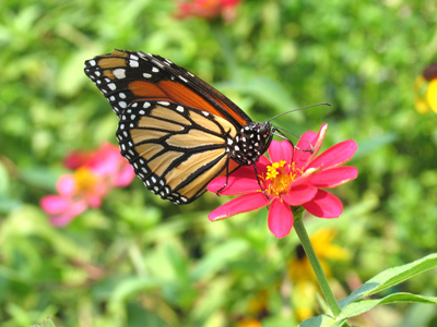 You may be able to detect a theme today.