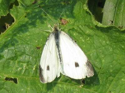 Be alert, because it`s very subtle.