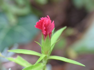 Preview of coming attractions.