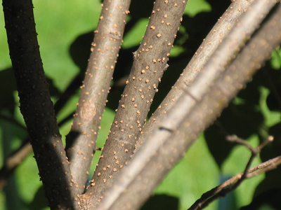 Where pretzel sticks come from.