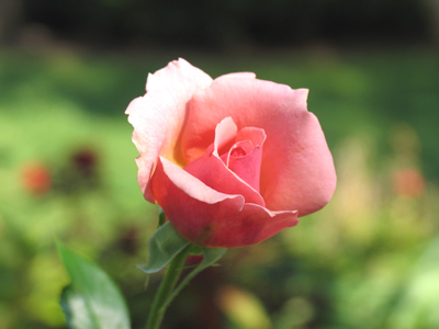 No comment from me necessary.