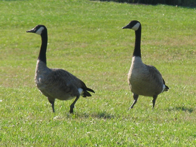 Of fowls after their kind, and of cattle after their kind, of every creeping thing of the earth after his kind, two of every sort shall come unto thee. GENESIS 6:20