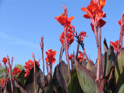 It`s an odd feeling when the flowers are taller than me.