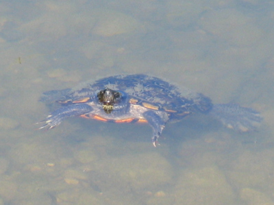 `Come on in, the water`s fine!`