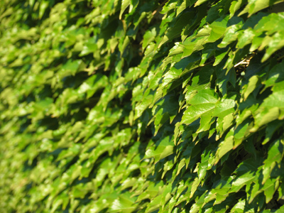 What a Chicago Cubs outfielder sees.