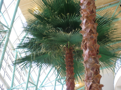 Palm trees once again tower above the Wintergarden of the Schuster Performing Arts Center.