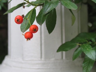 Just walking down the sidewalk, one sees the most arresting images.