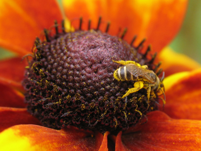 11:45am - The world`s tiniest bee.