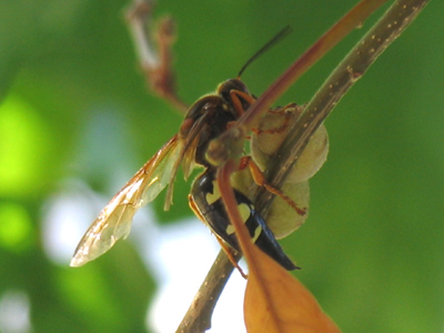 5:08pm - The world`s largest bee (about 2 inches).  Suddenly the notion of dying from a sting sounds plausible.