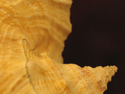 From the Caribbean Sea to my apartment.