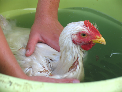 I made sure I looked my best before heading to the fairgrounds.