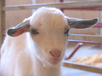 A kid`ll eat ivy too, wouldn`t you? [He gave me some nasty eye drops so I couldn`t see through the viewfinder.]