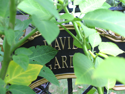 Somebody tell David to get out here and do some pruning.