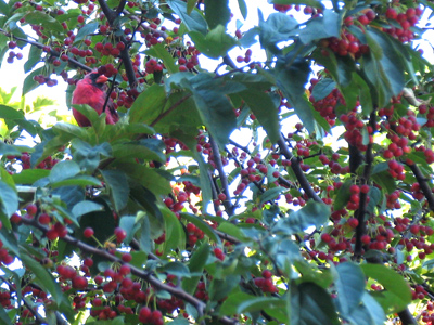 I tried to get a closer shot, but the cardinal was uncooperative.