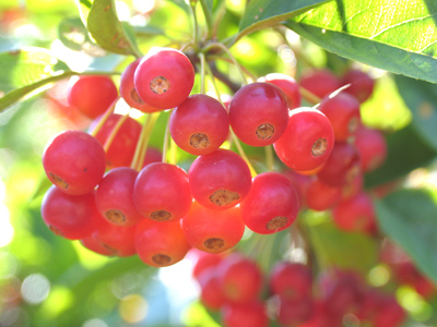 The berries, however, were more obliging.