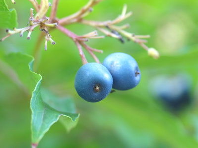 Today`s berries are blue -- though not blueberries.