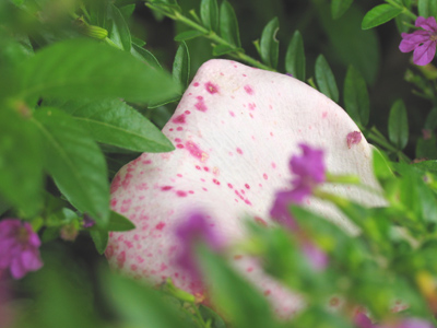 The fallen remnant of some speckled curiosity.