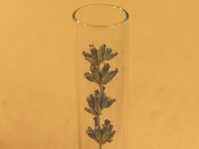 Captive lavender, held against its will.