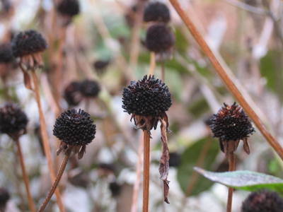 Just the black eyes.