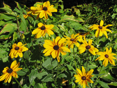 Enjoy the sun while you can!