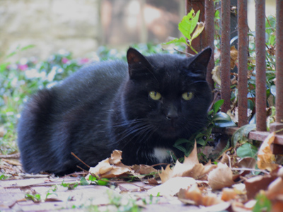 Is it good luck if I cross ITS path?