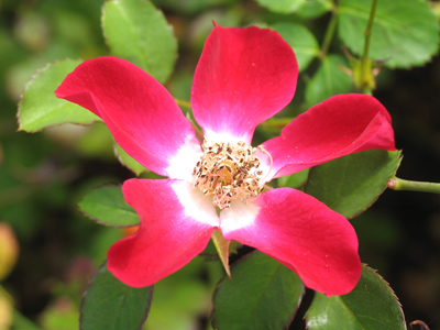 The botanical name is Littlebus kindareddish floribus.