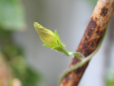 What starts out pale green . . . 