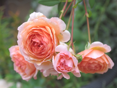 Heavy with fragrance.