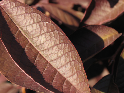 Where chocolate comes from.