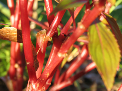 Where Twizzlers come from.