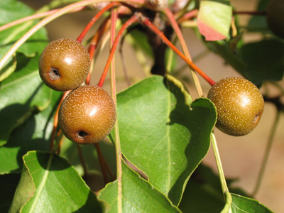Today`s berries are kinda brownish green.