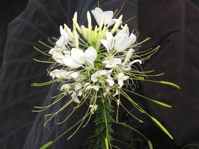 Life is full of contrasts.