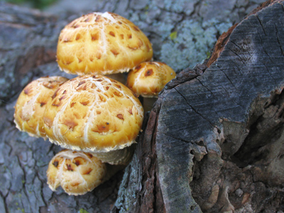 I can taste them already.