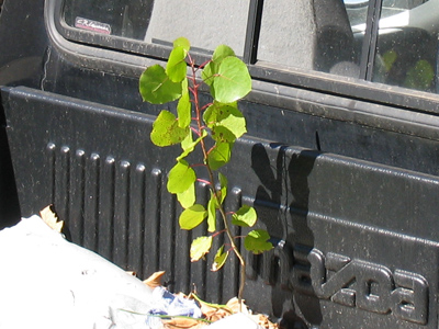 This truck hasn`t moved (see August 19) but the sapling has grown.  I suppose the leaves will need raked soon.