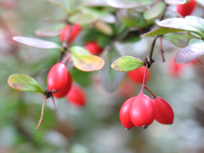 Where red-hots come from.