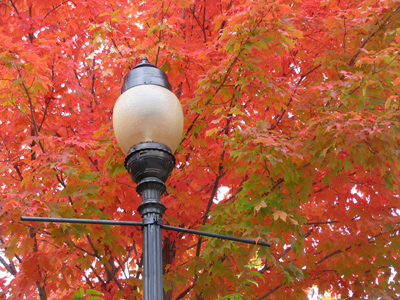 Chlorophyl deficiency.