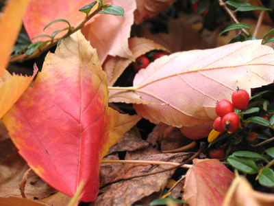 A bug`s-eye view of autumn.